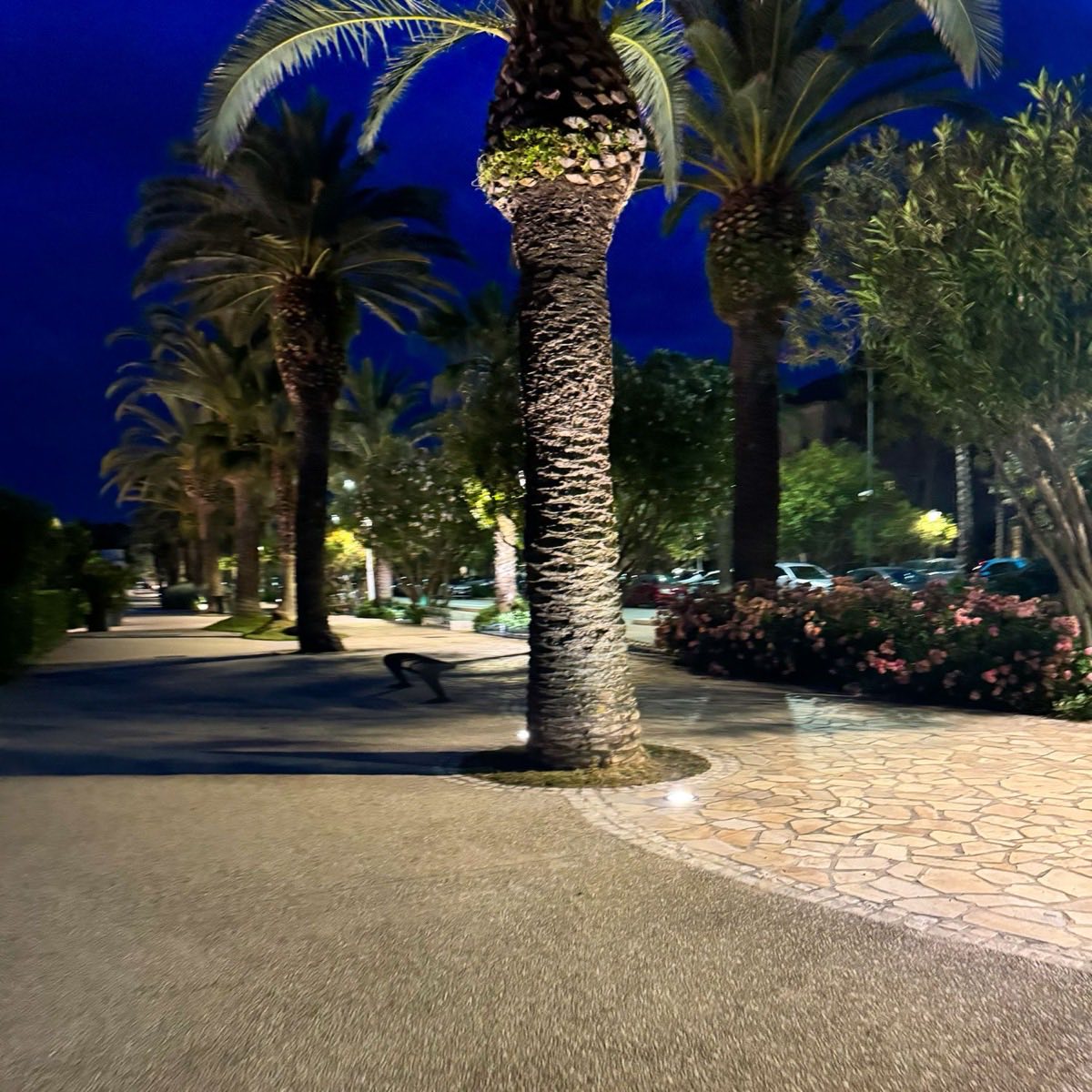 Lungomare con palme illuminate di sera